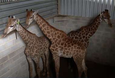 Investigan la muerte de tres jirafas y denuncias de maltrato a otros ejemplares en Brasil