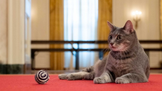 Bienvenida Willow: Joe Biden llevó una nueva mascota a la Casa Blanca