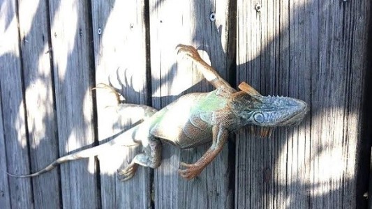 "Lluvia de iguanas" en Florida:  el video y la explicación