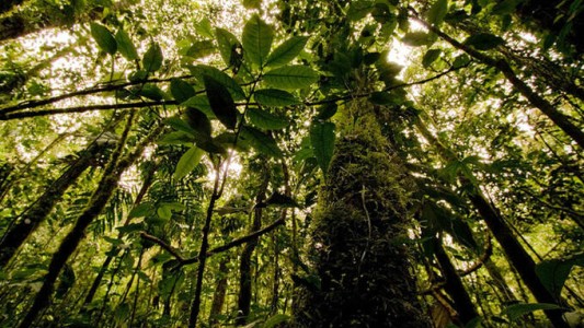 Estiman que quedan más de 9.000 especies de árboles por descubrir