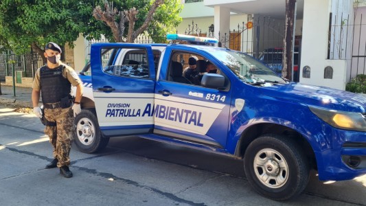 El drama de la mujer que convive con 40 perros y teme ser devorada