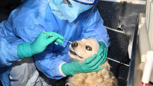 Investigadoras desarrollaron un test de coronavirus que también funciona en animales