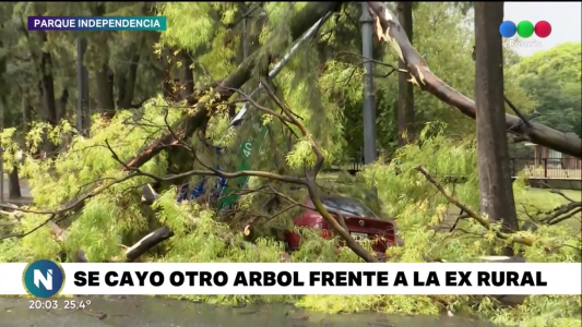 Por el viento y la lluvia, se cayó otro árbol frente a la ex Rural