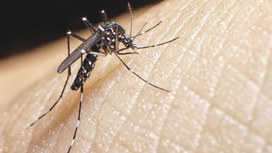 Una mujer llegó de Brasil a la ciudad con dengue y coronavirus a la vez