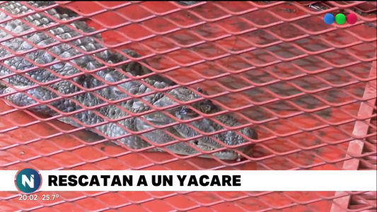 Rescataron con vida, pero muy herido a un yacaré
