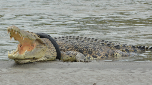 Un hombre liberó a un cocodrilo que pasó seis años atrapado en un neumático