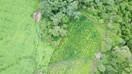 Salta: allanaron una finca con más de 10 mil plantas de marihuana ocultas