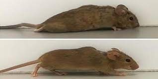 Desarrollaron una médula espinal humana que devuelve movimiento a ratones paralizados