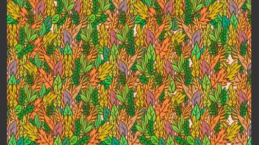 Desafío viral: encontrá el sapo camuflado entre las plantas en tan sólo 10 segundos