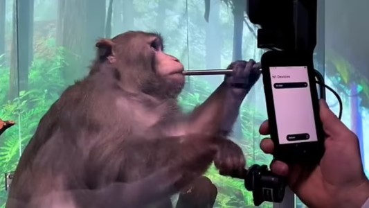 "Experimentos mortales": acusan a compañía de Elon Musk por los estudios con monos