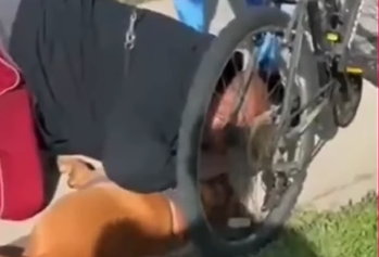 Video impactante: salvó a un perro practicándole RCP, el animal agonizaba en la calle