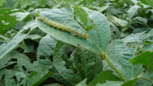 En el 60% de la región núcleo hay pérdidas de rindes de un 30% en soja de 1ra