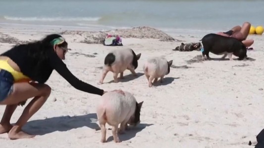 Cerditos coparon una playa en México y disfrutan del sol con los turistas