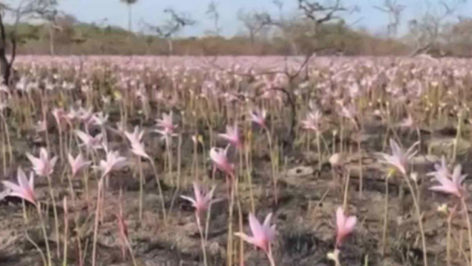 Tras los incendios y las intensas lluvias en Corrientes, los Esteros del Iberá comienzan a recuperarse