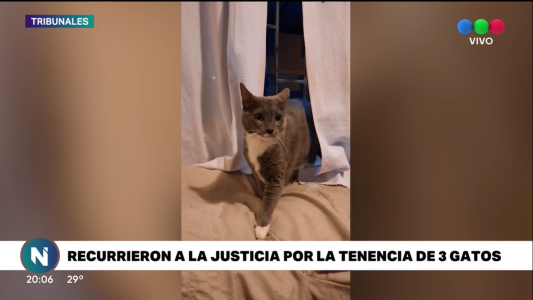 Convivieron 16 años, se separaron y le ganó la tenencia de tres gatos