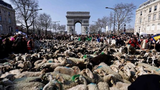Cerca de 2.000 ovejas procedentes del suroeste de Francia desfilaron por los Campos Eliseos en París