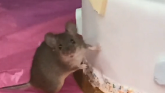 Con las manos en la masa: sorprendieron a un ratón comiendo una torta