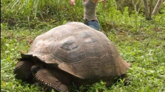 Descubren una nueva especie de tortuga gigante en Galápagos