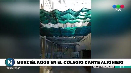 Video: Invasión de murciélagos en un patio interno de la Dante Alighieri