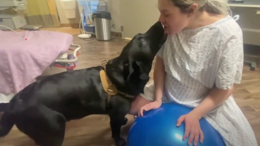 Un perro no quería perderse el nacimiento de su "hermana humana" y acompañó a su dueña en el parto