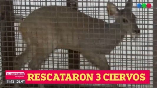 Rescataron a tres ciervos autóctonos que estaban cautivos en General Dominguez