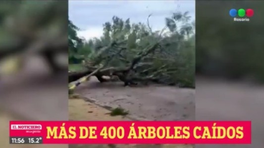 Gran cantidad de árboles caídos en la ciudad por las intensas ráfagas