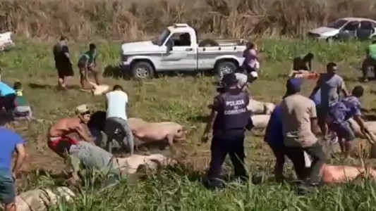 Intentar saber quienes saquearon el camión con cerdos