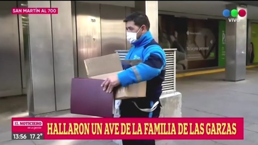 Apareció una garza en pleno centro de Rosario