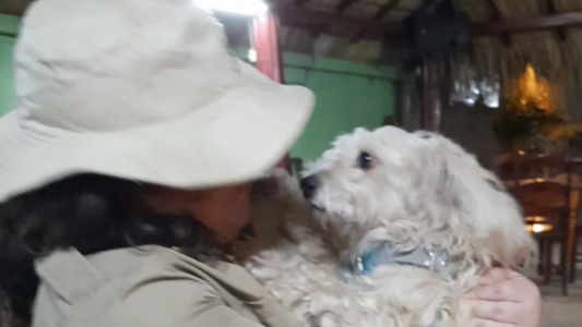 La triste historia de Luno, un perro que está varado en el Aeropuerto de Madrid y evalúan sacrificar