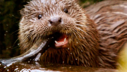 Detectan el primer caso en el mundo de coronavirus en una nutria salvaje