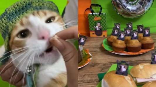 Su gato cumplió tres años y le realizó una fiesta con temática de "El Chavo del 8"