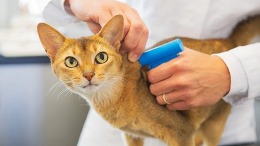 Proponen colocar un microchip en perros y gatos en CABA para un cuidado responsable de las mascotas