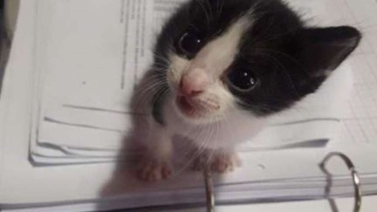 Conmovedor: un gato olió la ropa de su dueña fallecida y emocionó a todos