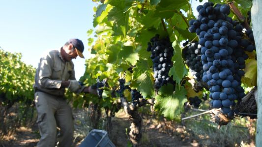 Crece la producción y consumo de Malbec, y se afianza en el mercado internacional
