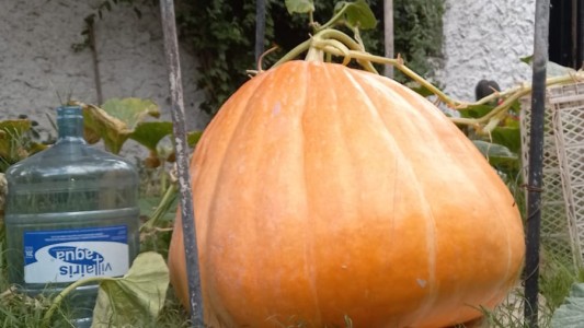 Un joven cosechó en la casa de sus padres una calabaza gigante de 88 kilos