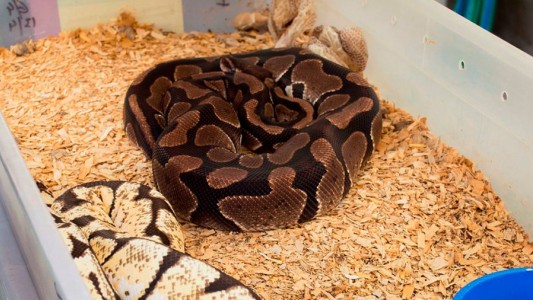 Rescataron a una pitón que era transportada por una mujer en un remis