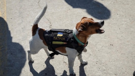 Zelenski premió a Patrón, el perro que detectó más de 200 minas explosivas