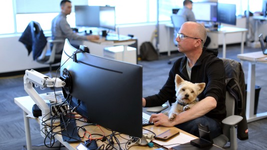 Empresas de Canadá permiten llevar mascotas a la oficina: aumentó la productividad y la tolerancia