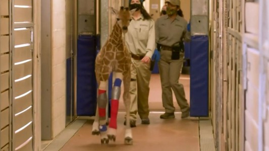 Veterinarios salvan a una jirafa bebé que nació con una malformación en sus patas