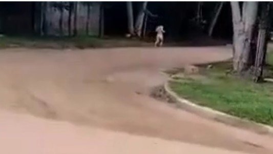 Consumió hongos, salió a correr desnuda y tuvieron que rescatarla del río