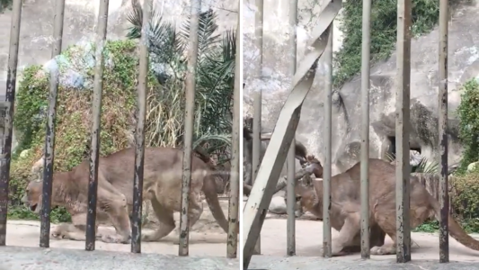 Piden liberar a un puma en Córdoba - #FlashChat