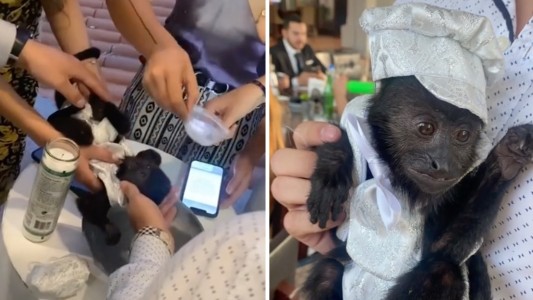 Animalito de Dios: bautizó a su mono y lo celebró con una gran fiesta