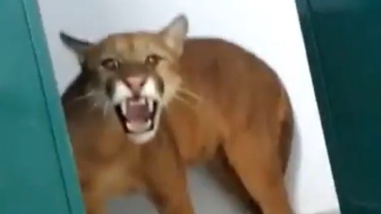 Un niño encontró un Puma en el baño de la escuela: "Mi corazón se detuvo"