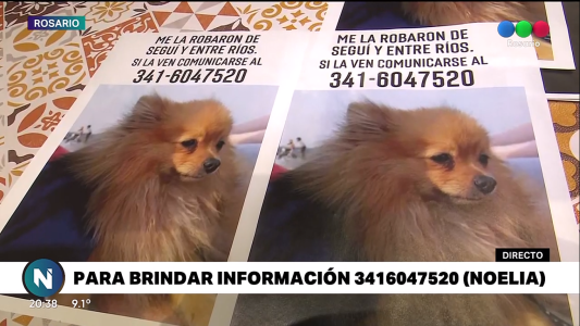 Delincuencia sin límite: a una familia le robaron el perro de arriba del auto