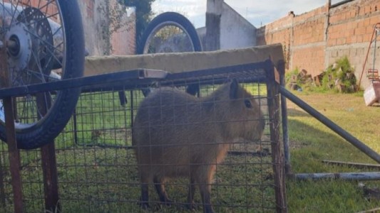 Rescataron a un carpincho que había sido secuestrado en Sierra de los Padres