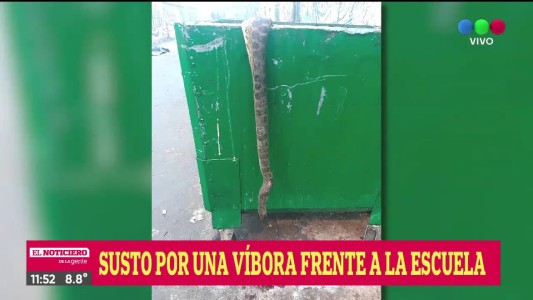 Encontraron una víbora frente a una escuela de barrio Ludueña