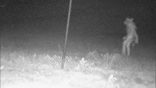 ¿El hombre lobo?: filman una extraña figura en un zoo