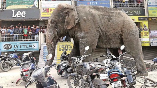 Elefante mató a mujer de 70 años y fue al funeral para pisotear su cadáver