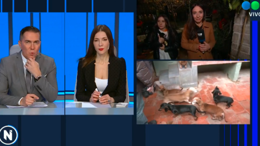 Cómo hacer para adoptar a los perros salchicha rescatados en Caballito