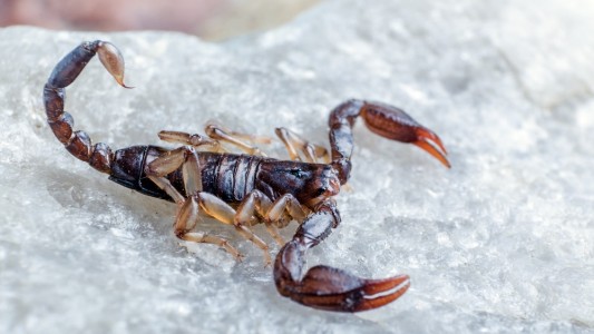 Recomendaciones ante una posible picadura de alacrán